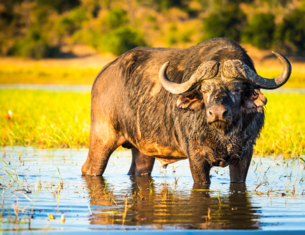 Buffalo Bull, over 48"