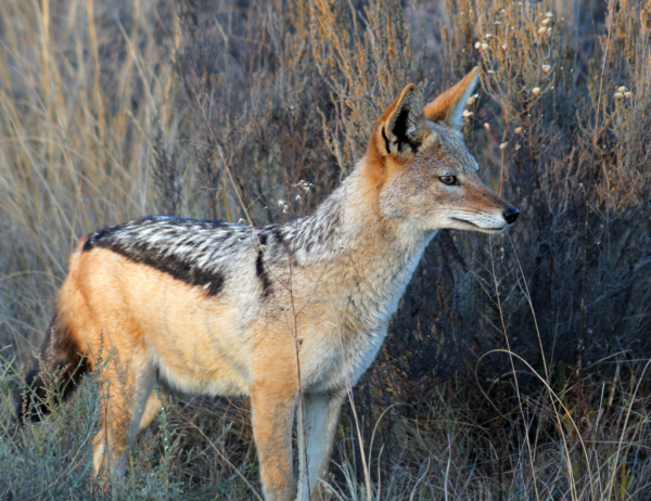 Jackal, Black Backed