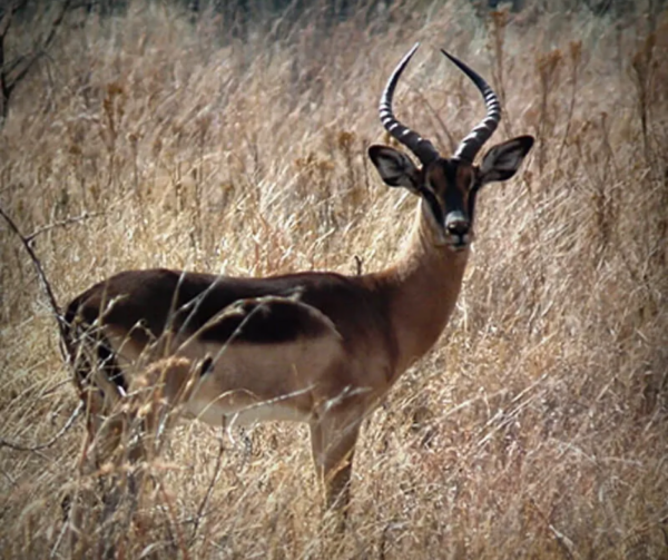 Impala, Saddleback