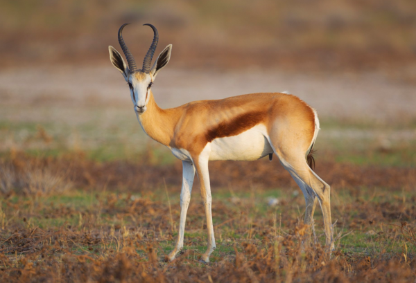 Springbuck, Common